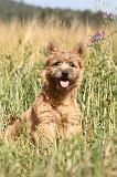 CAIRN TERRIER 020